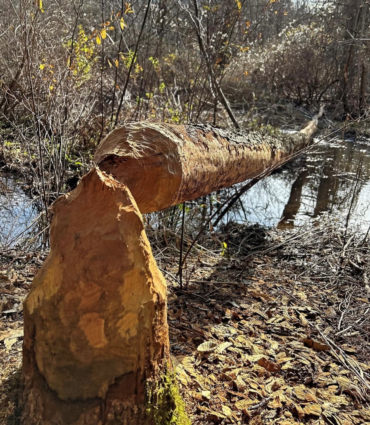 A fallen tree chewed by beavers lays on wet, muddy ground